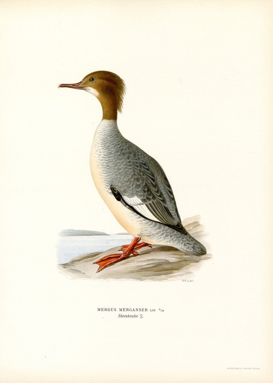 Large Merganser by Magnus Ferdinand and Wilhelm von Wright