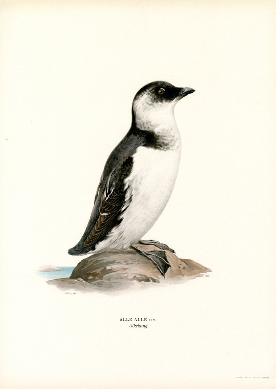 Little Auk by Magnus Ferdinand and Wilhelm von Wright