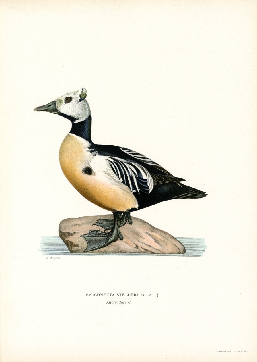 Little Eider by Magnus Ferdinand and Wilhelm von Wright