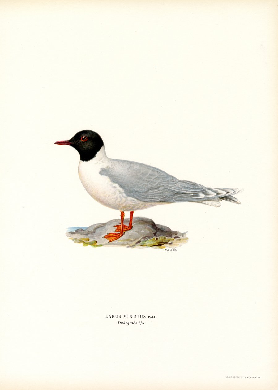 Little Gull by Magnus Ferdinand and Wilhelm von Wright