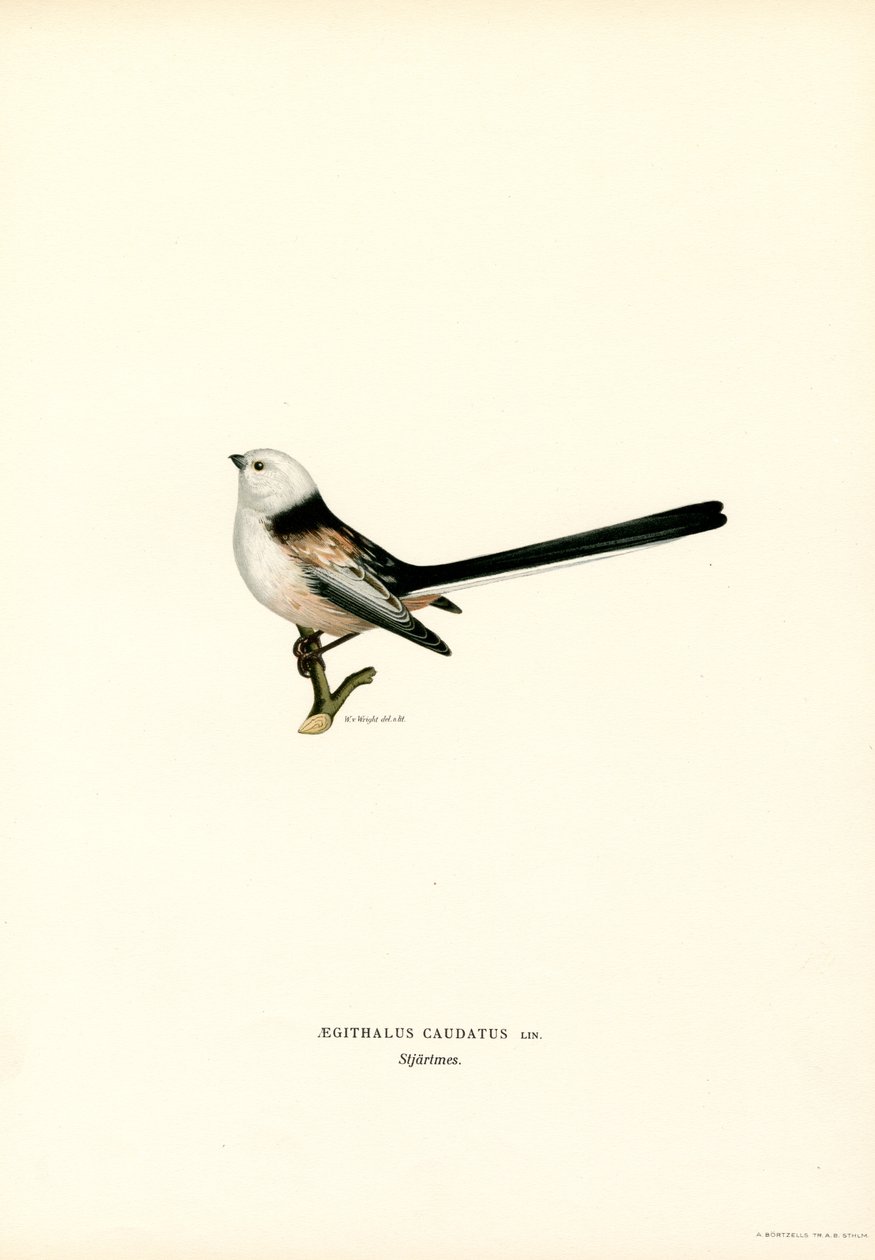 Long-tailed Tit by Magnus Ferdinand and Wilhelm von Wright
