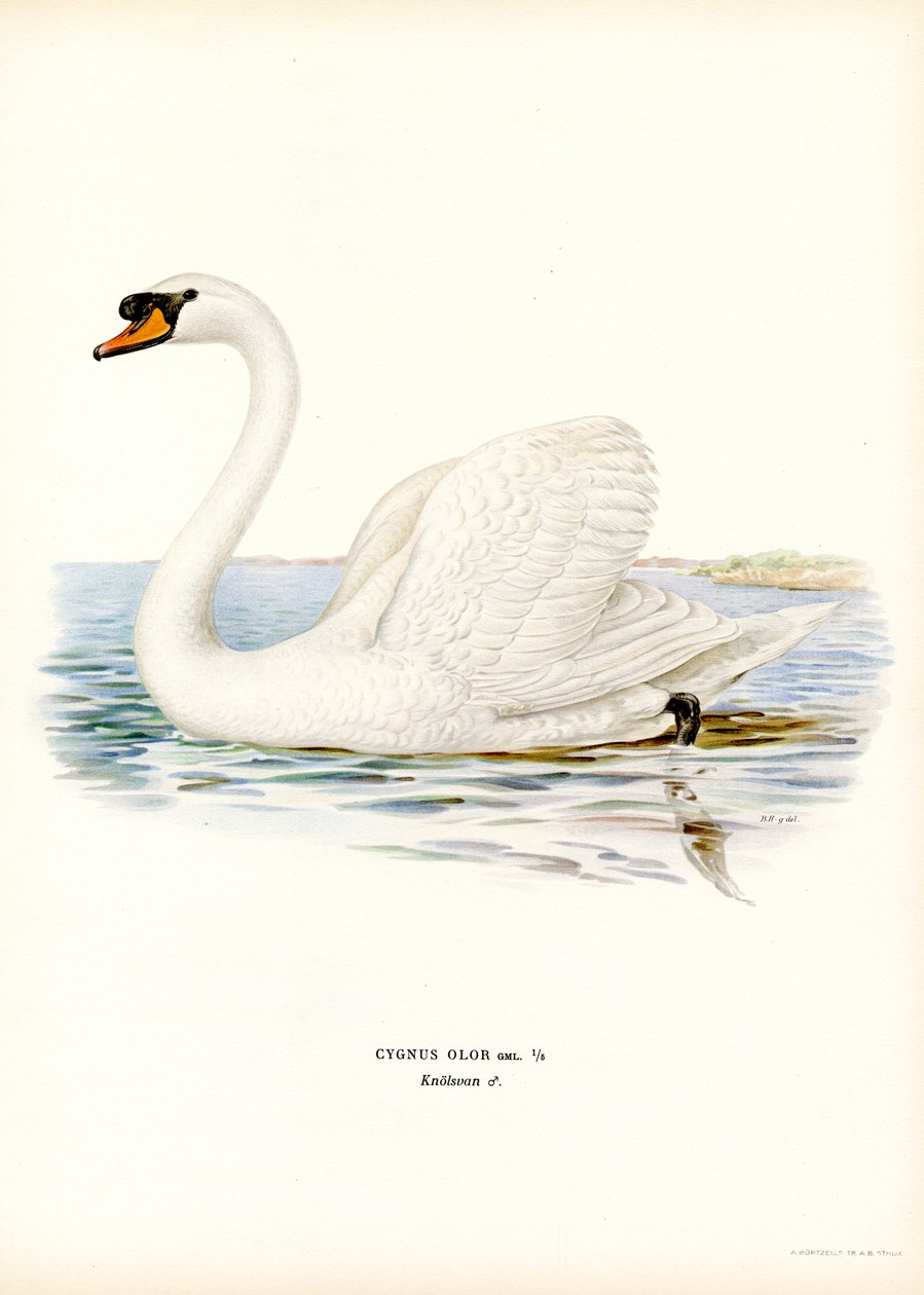 Mute Swan by Magnus Ferdinand and Wilhelm von Wright