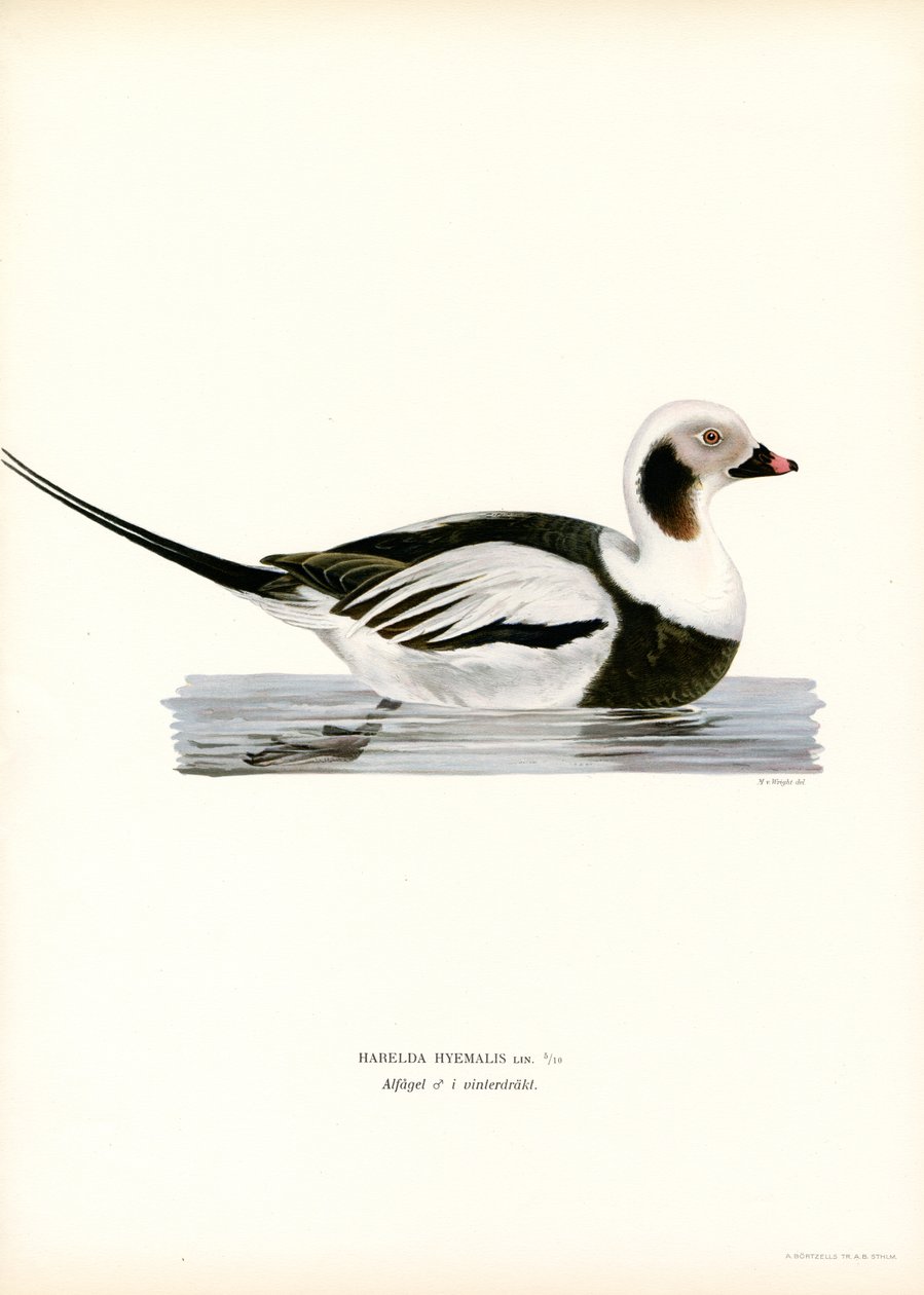 Oldsquaw Duck by Magnus Ferdinand and Wilhelm von Wright