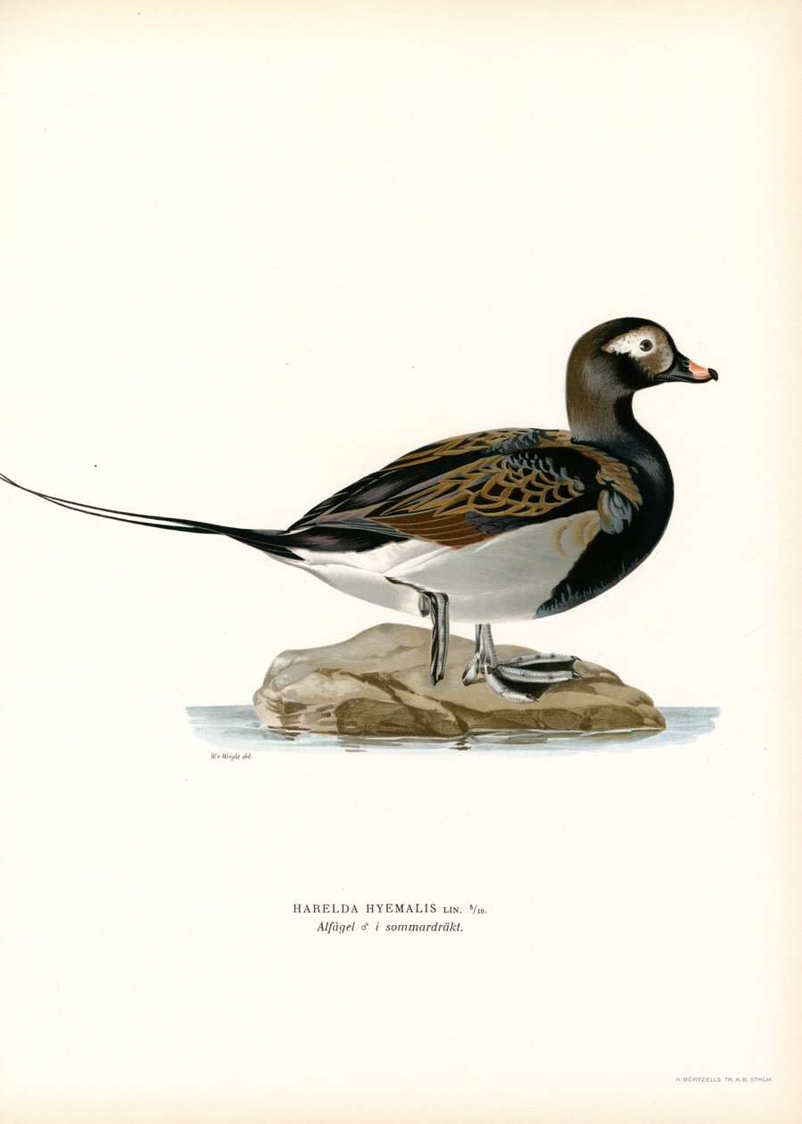 Oldsquaw Duck by Magnus Ferdinand and Wilhelm von Wright