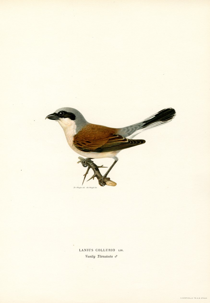 Red-backed Shrike by Magnus Ferdinand and Wilhelm von Wright