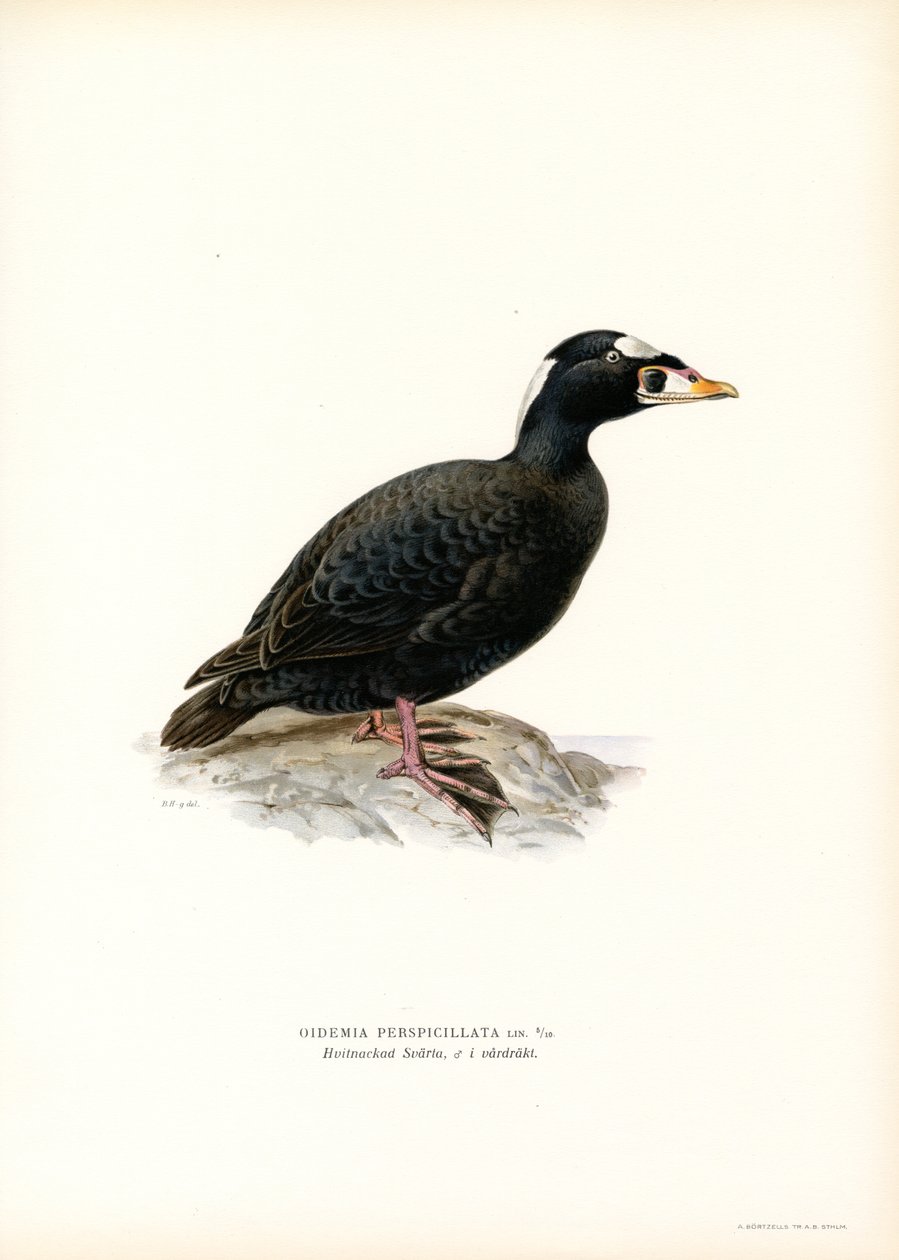 Red-billed Scoter by Magnus Ferdinand and Wilhelm von Wright