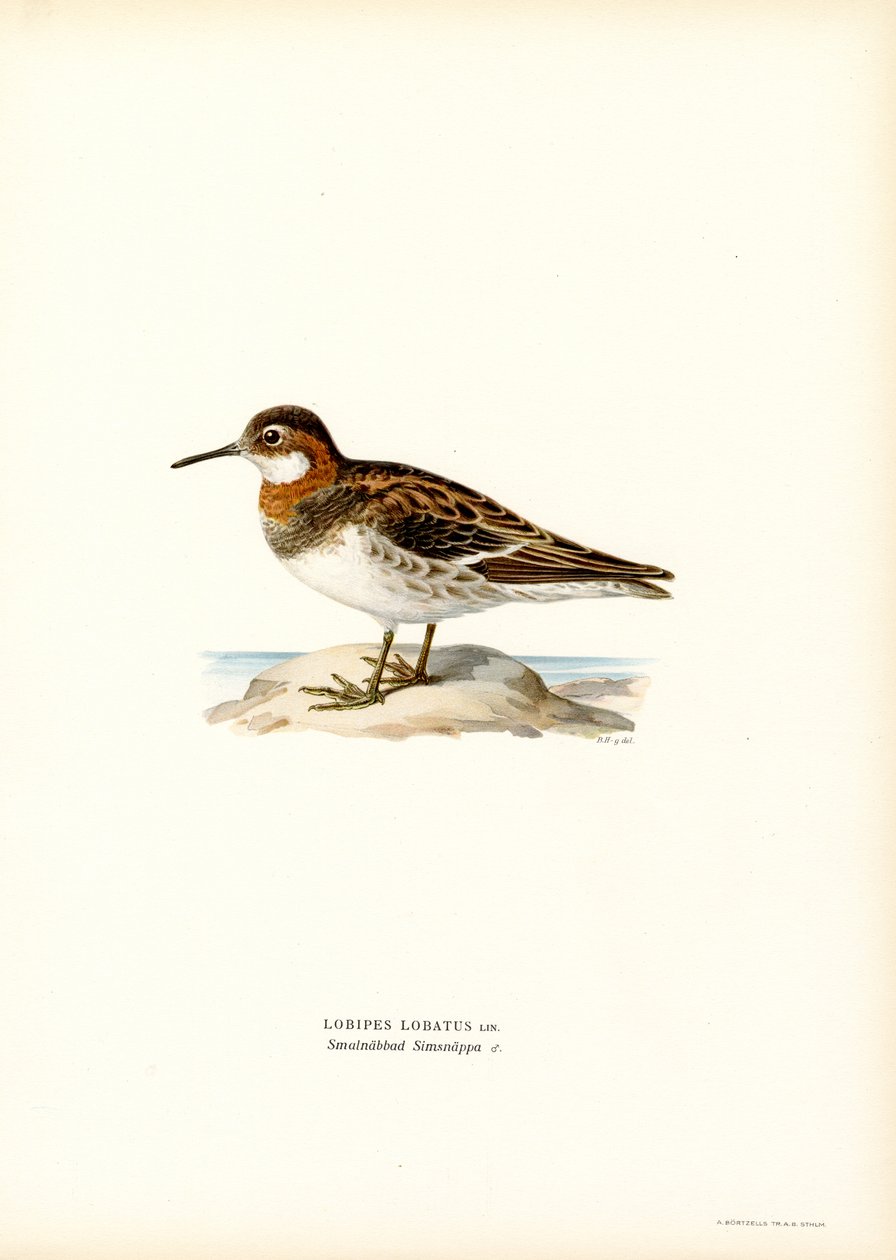 Red-necked Phalarope by Magnus Ferdinand and Wilhelm von Wright
