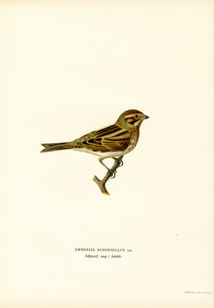 Reed Bunting by Magnus Ferdinand and Wilhelm von Wright