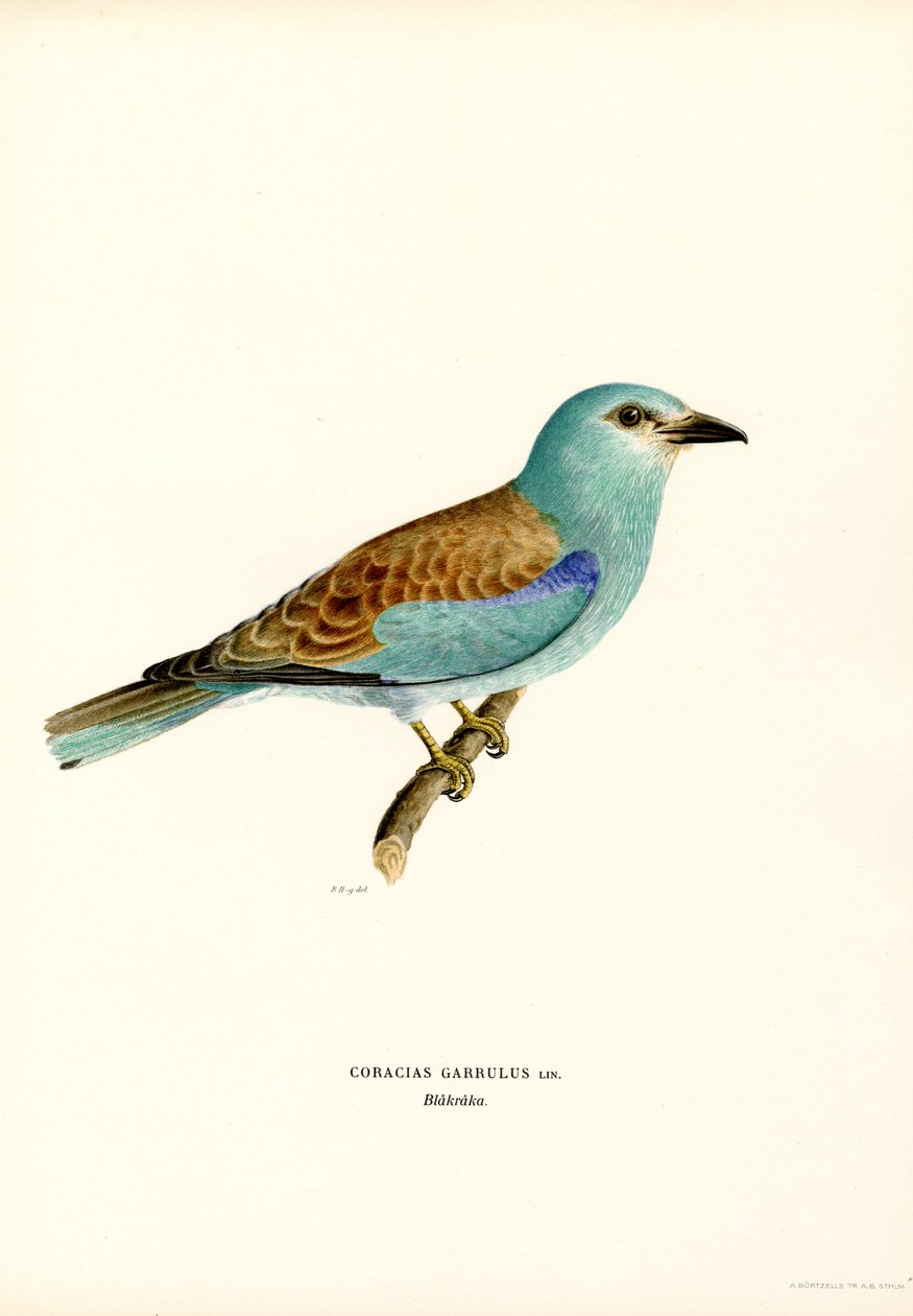 Roller by Magnus Ferdinand and Wilhelm von Wright
