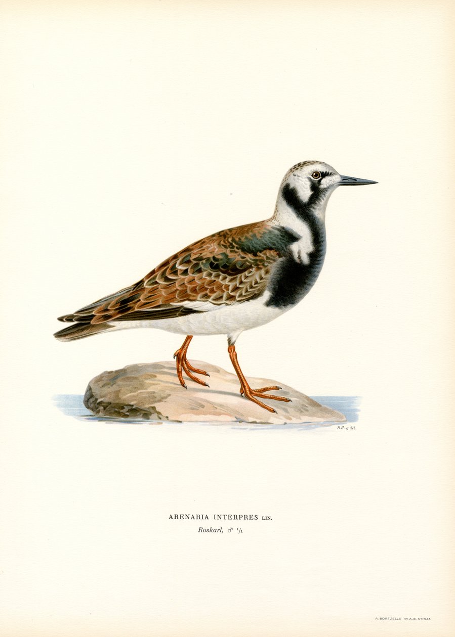 Ruddy Turnstone by Magnus Ferdinand and Wilhelm von Wright