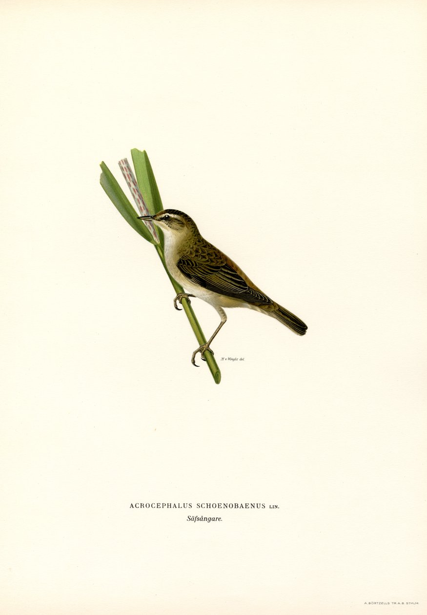 Sedge Warbler by Magnus Ferdinand and Wilhelm von Wright