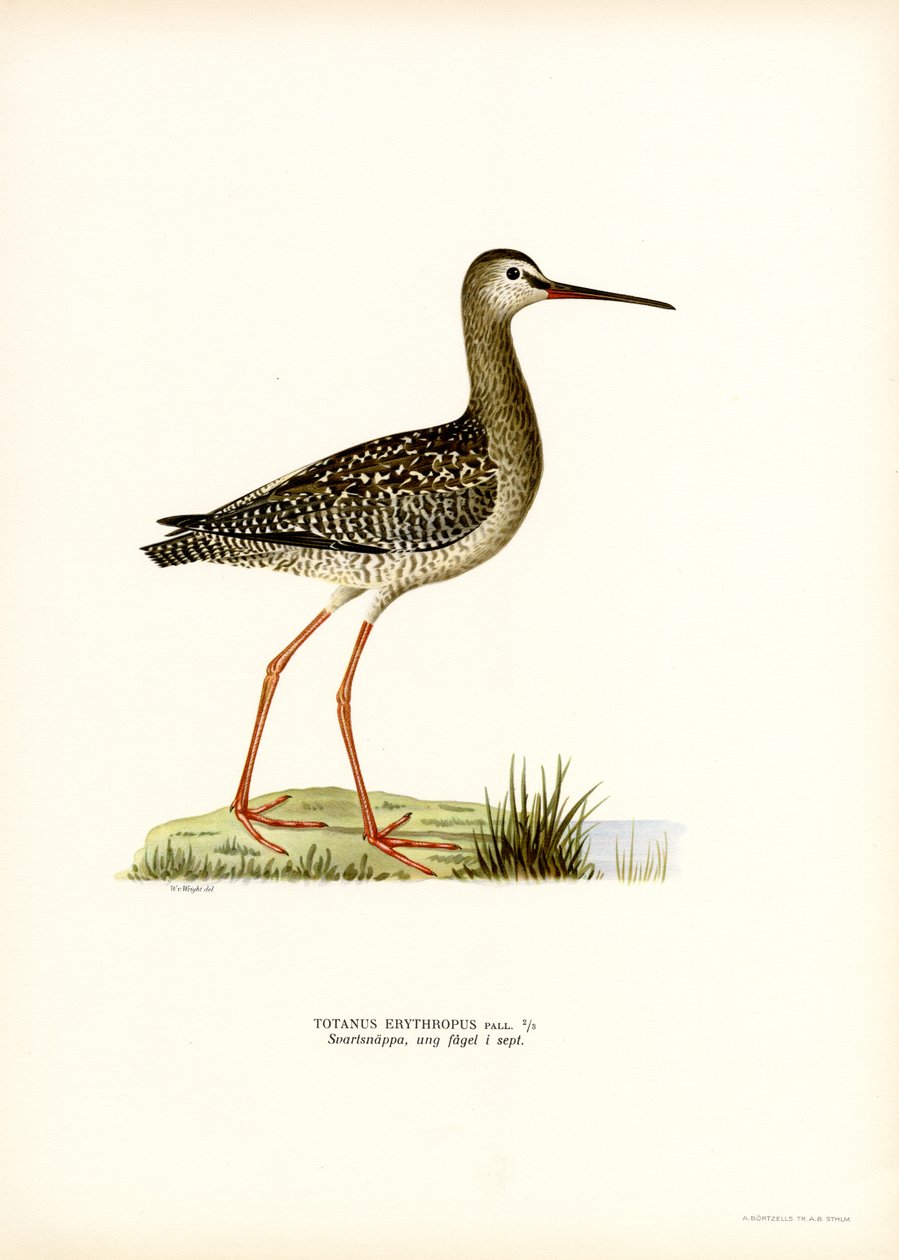 Spotted Redshank by Magnus Ferdinand and Wilhelm von Wright