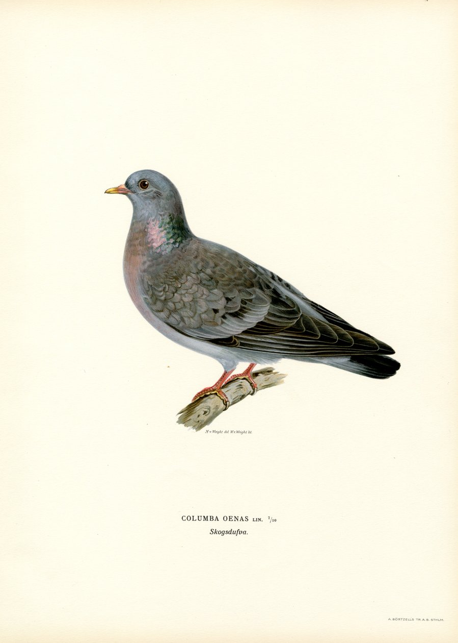 Stock Dove by Magnus Ferdinand and Wilhelm von Wright