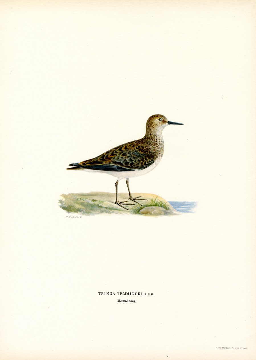 Temminck