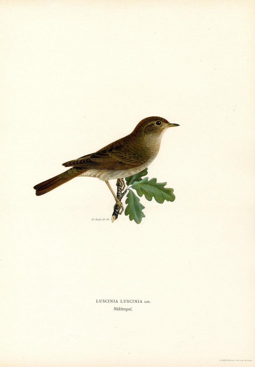 Thrush Nightingale by Magnus Ferdinand and Wilhelm von Wright