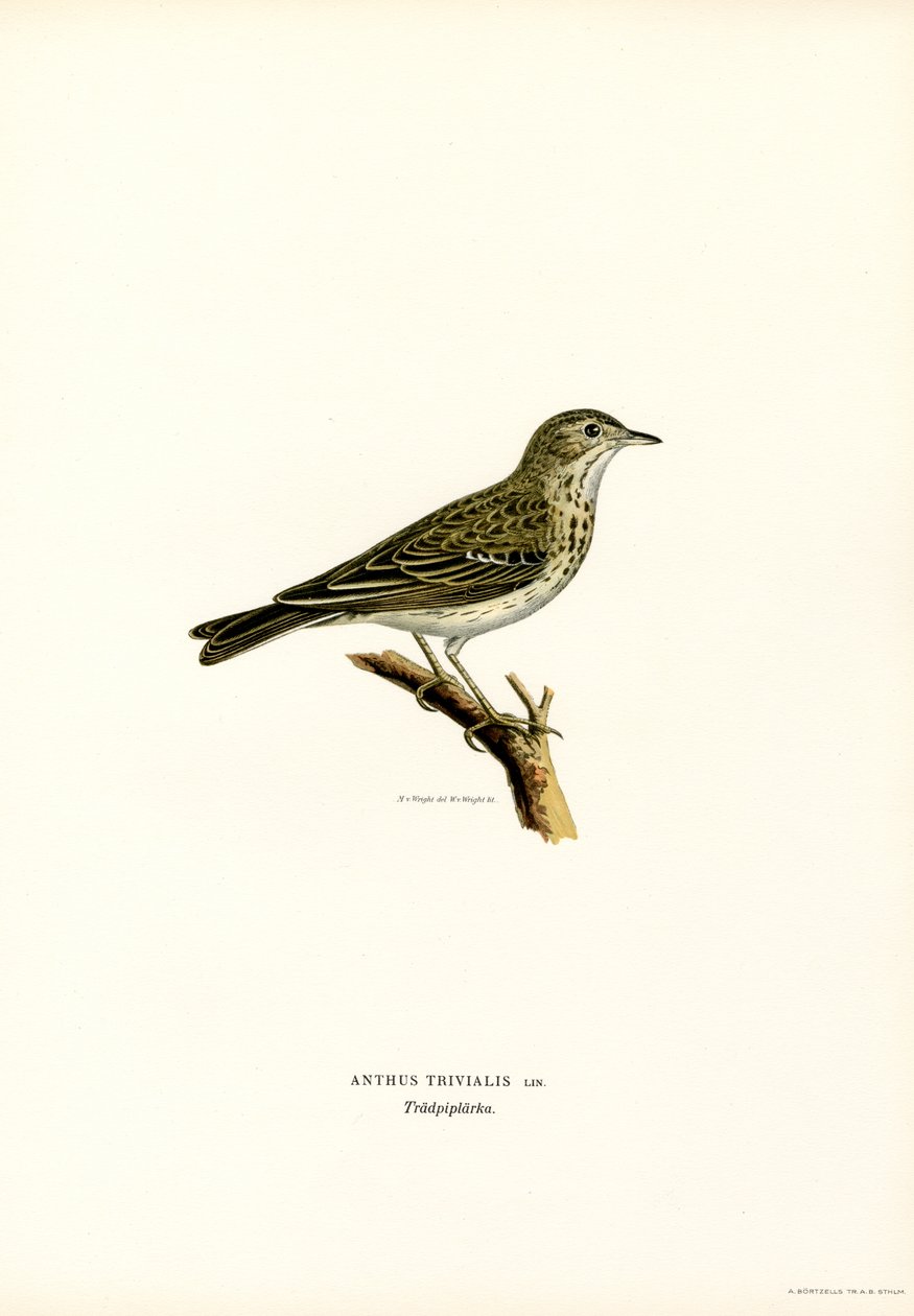 Tree Pipit by Magnus Ferdinand and Wilhelm von Wright