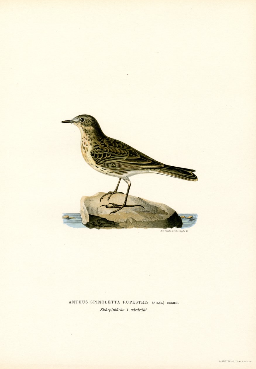 Water Pipit by Magnus Ferdinand and Wilhelm von Wright