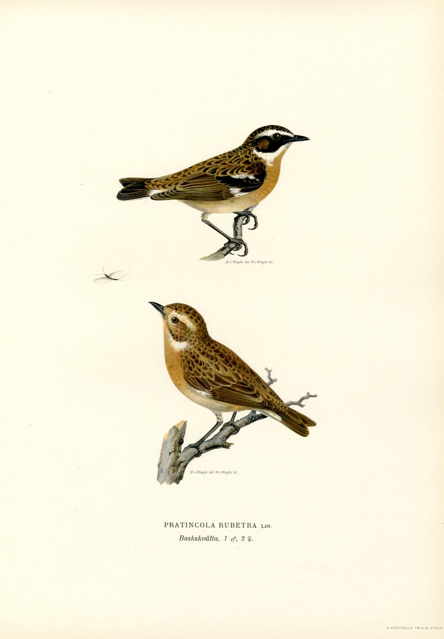 Whinchat by Magnus Ferdinand and Wilhelm von Wright