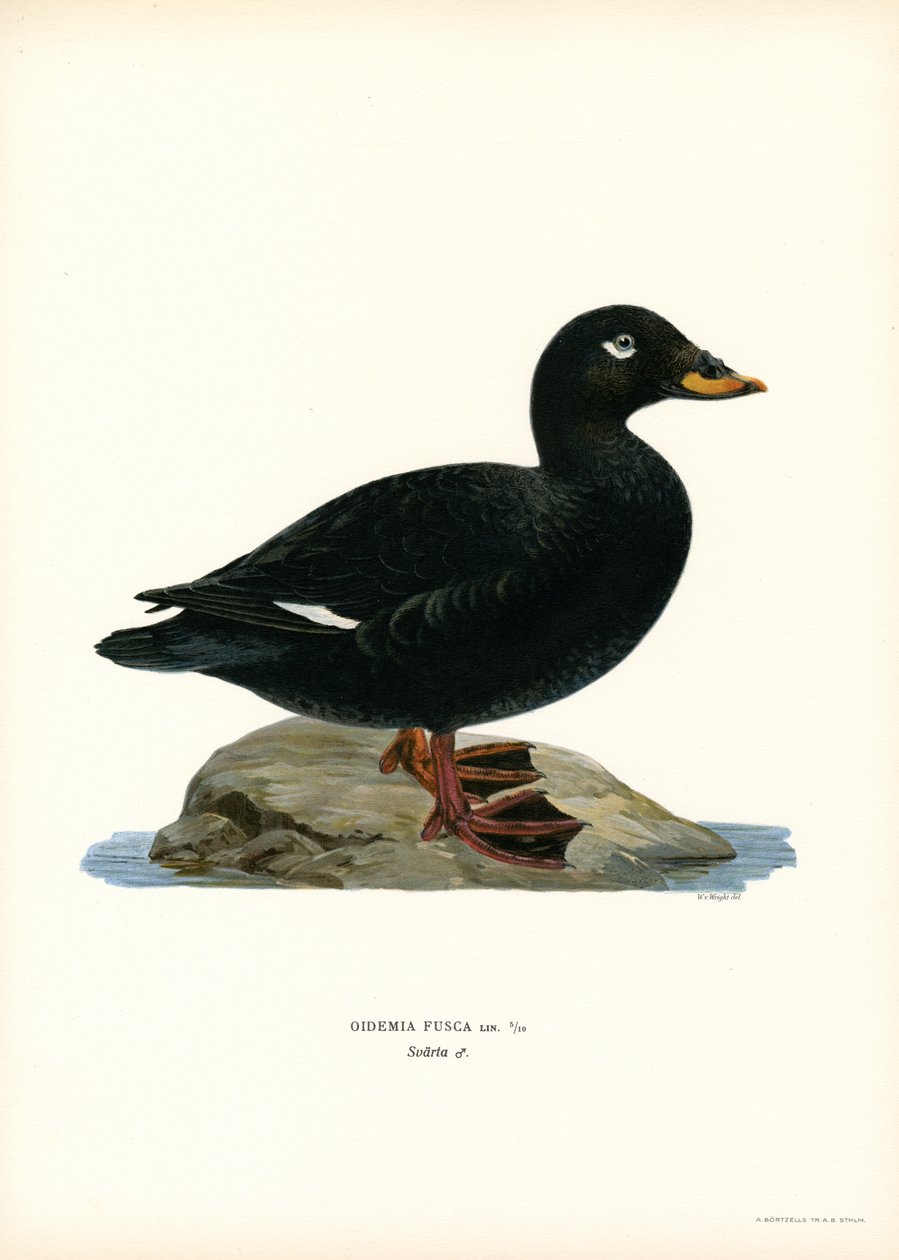 White-winged Scoter by Magnus Ferdinand and Wilhelm von Wright
