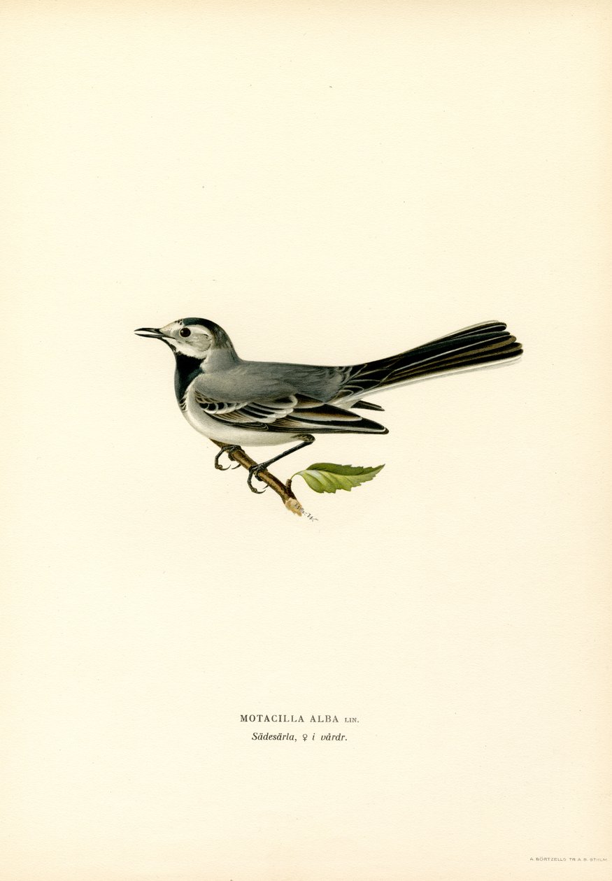 White Wagtail by Magnus Ferdinand and Wilhelm von Wright