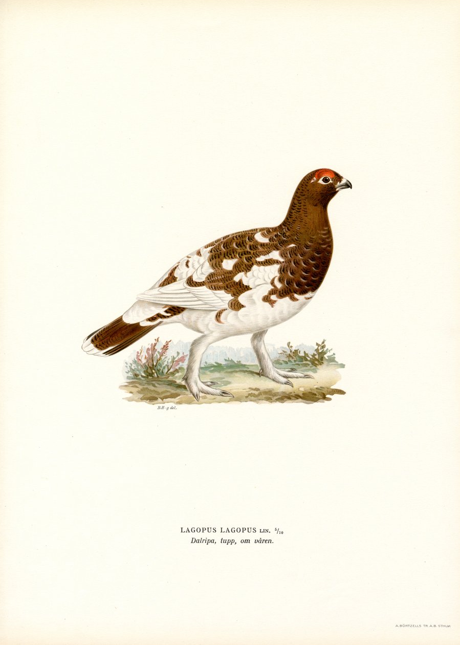 Willow Ptarmigan by Magnus Ferdinand and Wilhelm von Wright