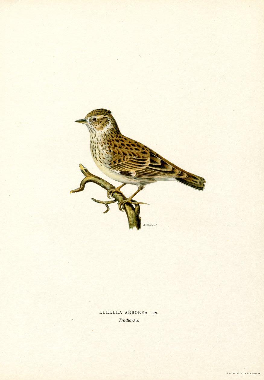 Wood Lark by Magnus Ferdinand and Wilhelm von Wright