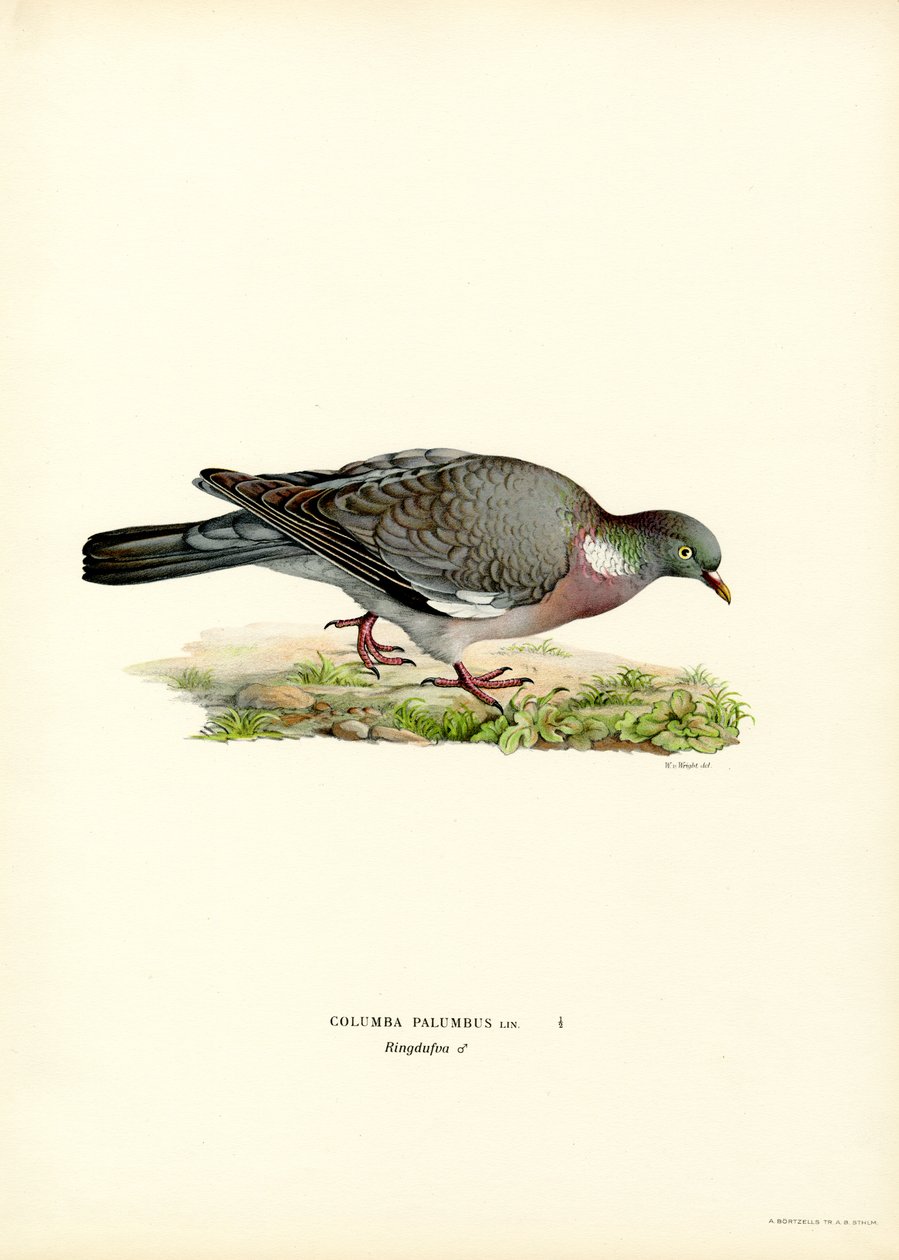 Wood Pigeon by Magnus Ferdinand and Wilhelm von Wright