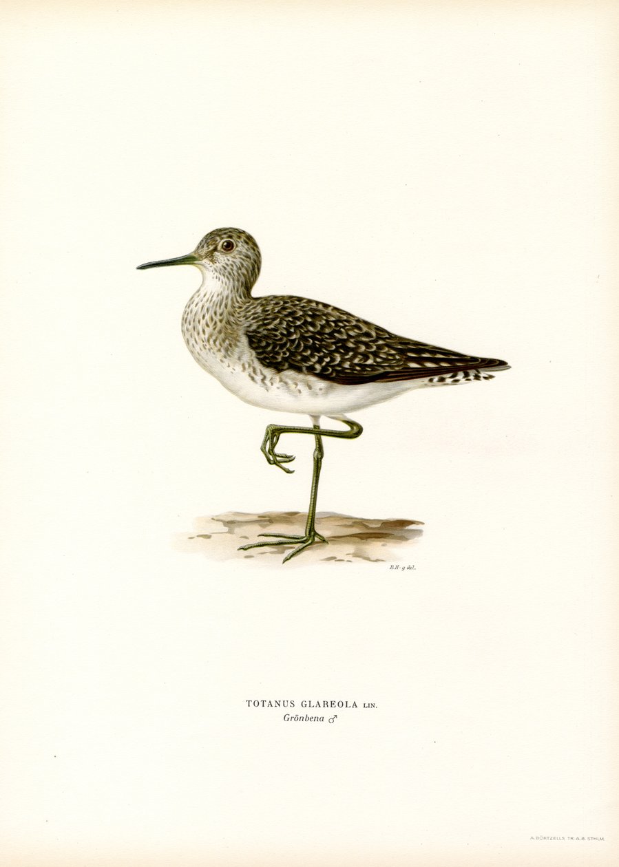 Wood Sandpiper by Magnus Ferdinand and Wilhelm von Wright