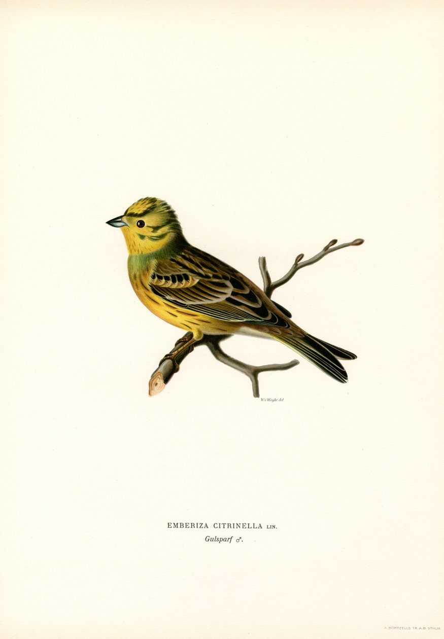 Yellow Bunting by Magnus Ferdinand and Wilhelm von Wright