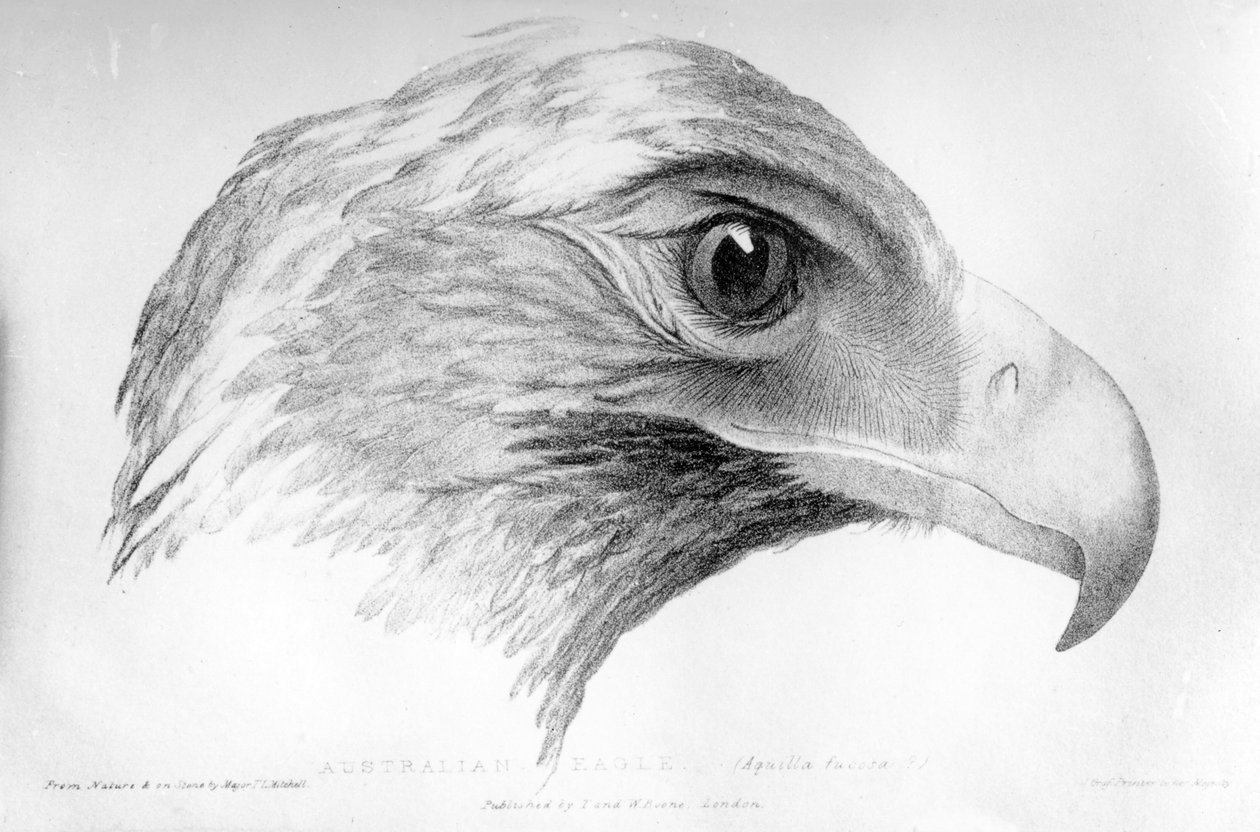 Australian Eagle, Illustration from 
