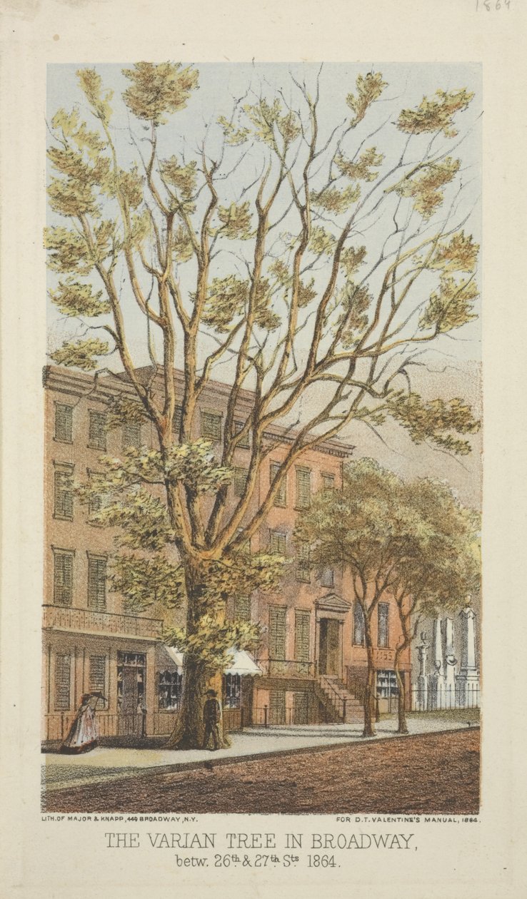 The Varian Tree in Broadway, between 26th & 27th Streets, 1864 by Major and Knapp