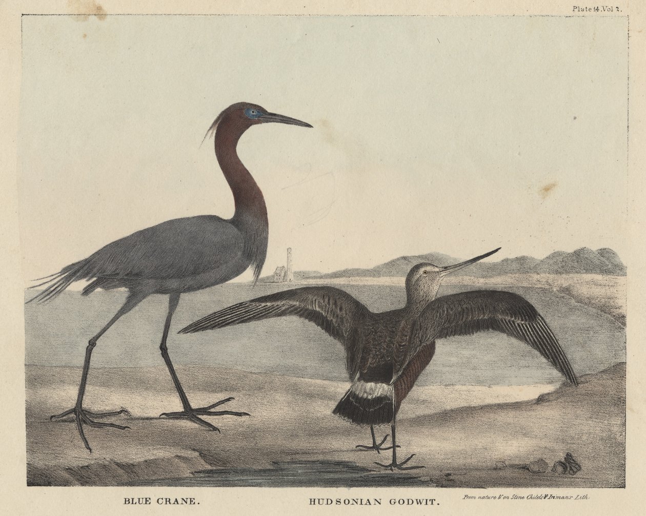 Blue Crane, Hudsonian Godwit, litho by Childs and Inman, from 