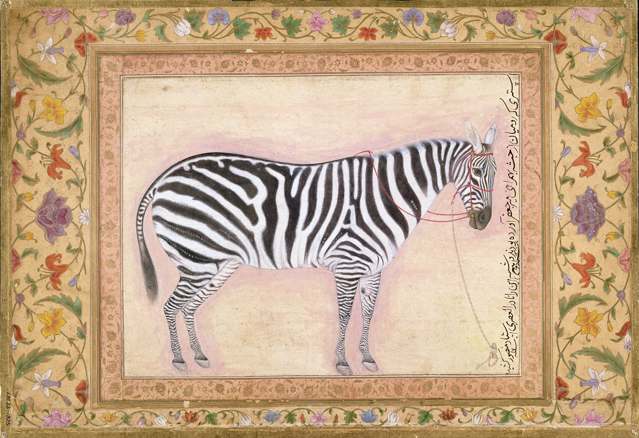 Zebra, from the 