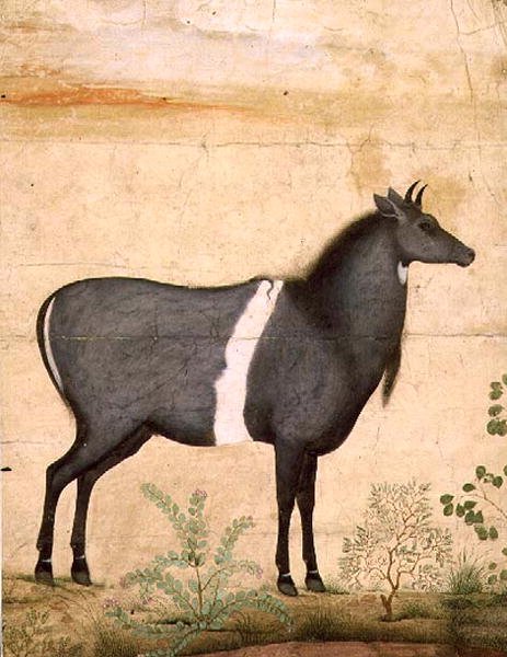 Nilgai (blue cow) by Mansur (attr. to)