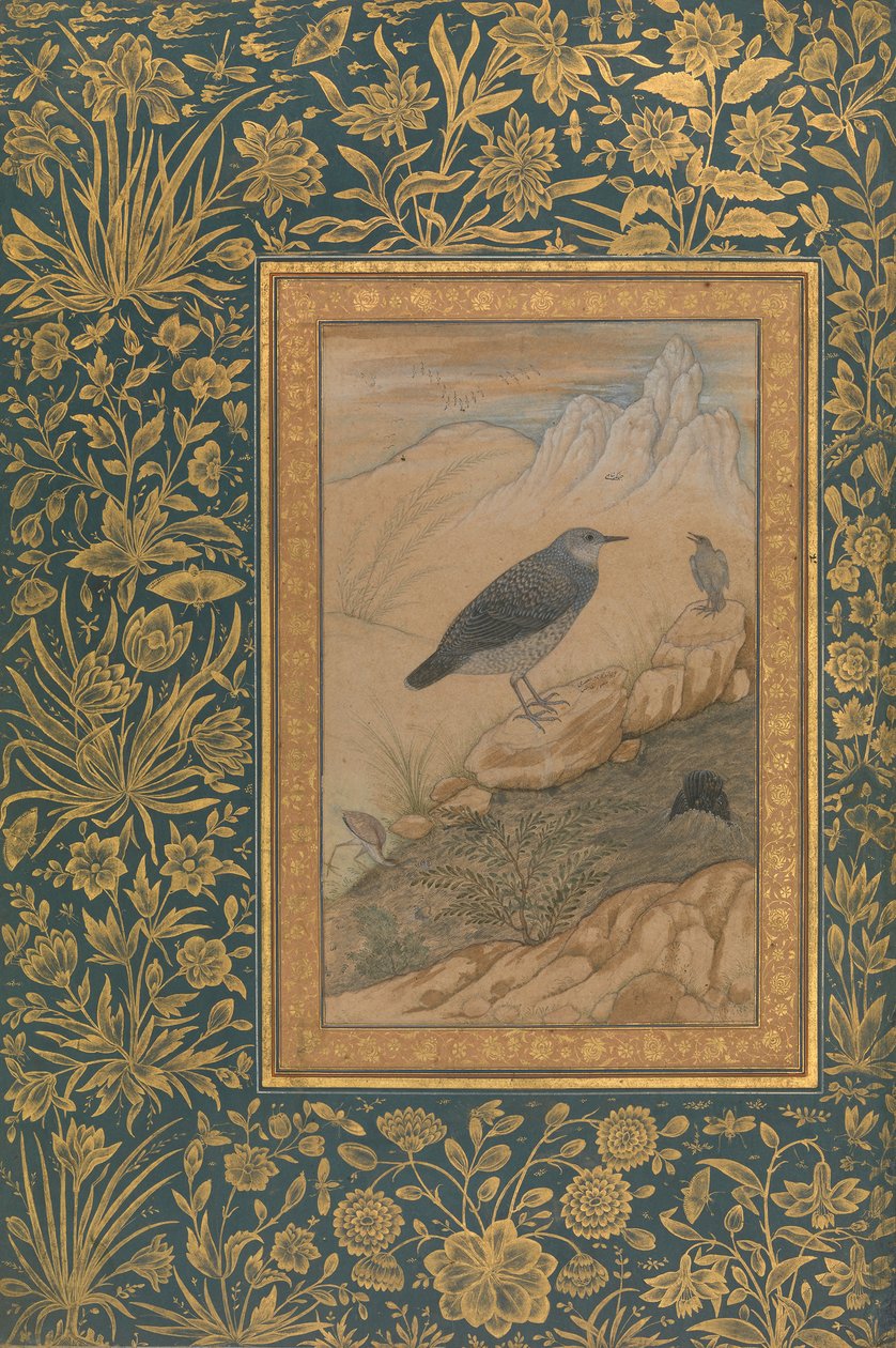 Diving Dipper and Other Birds, Folio from the Shah Jahan Album by Mansur