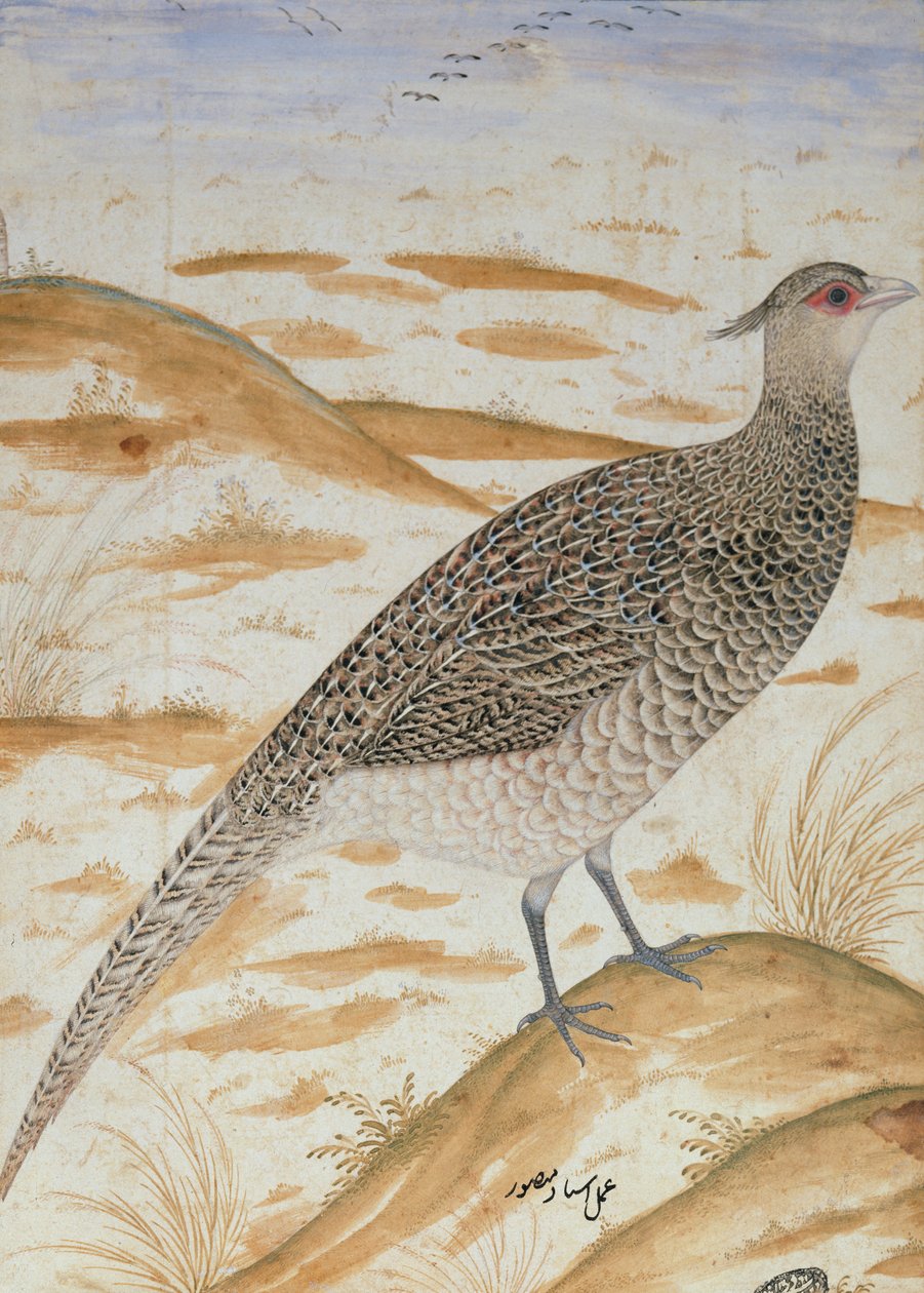 Himalayan Cheer Pheasant, Jahangir Period, Mughal, c.1620 by Mansur
