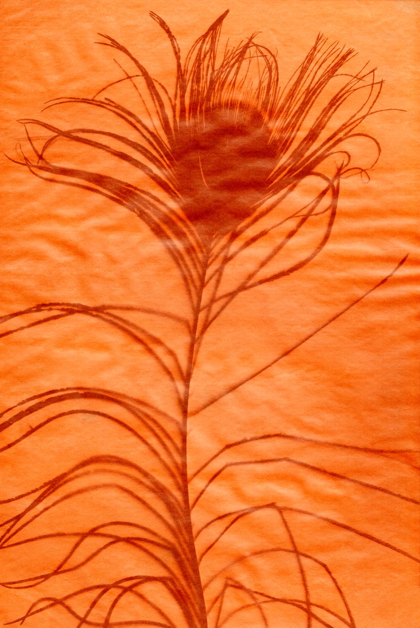 Peacock feather by Marco Campedelli