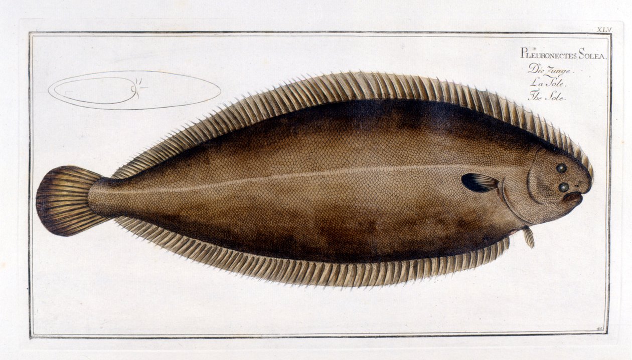 Natural History Plate: The Sole after Marc Elieser Bloch by Marcus Élieser Bloch
