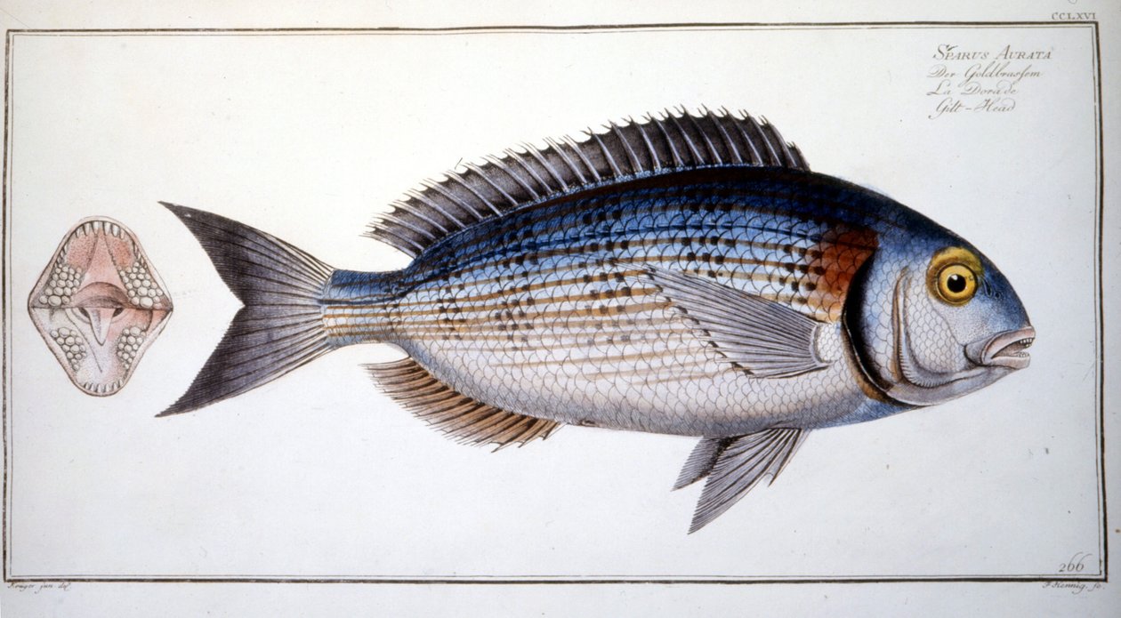 Natural History Plate: The Bream by Marcus Élieser Bloch