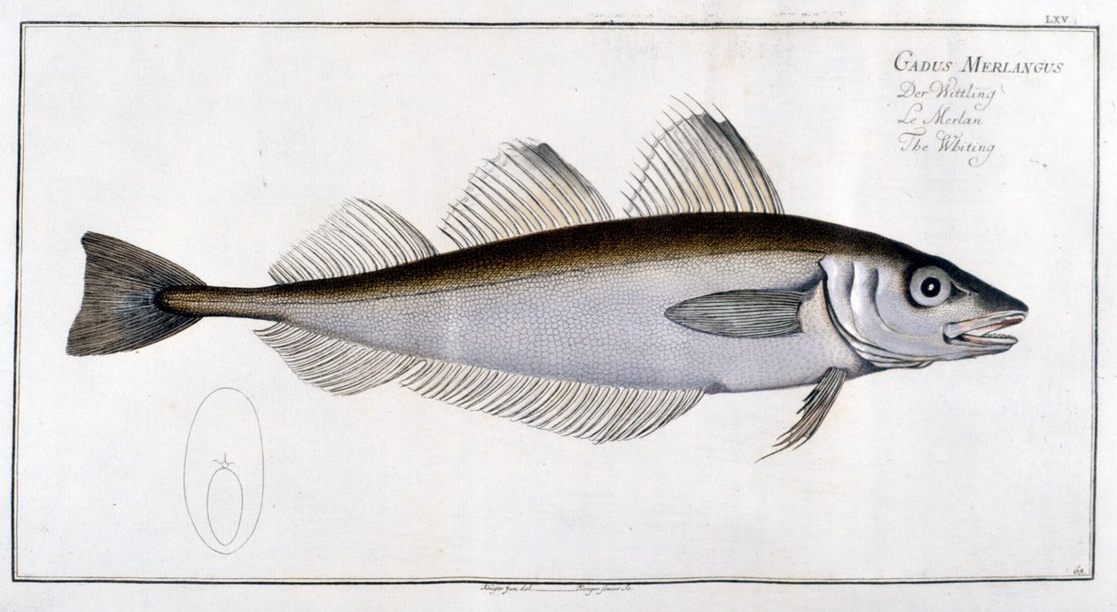 Natural history board: The whiting after Marc Elieser Bloch Ichtyologie Paris - Berlin - London 1787 by Marcus Élieser Bloch