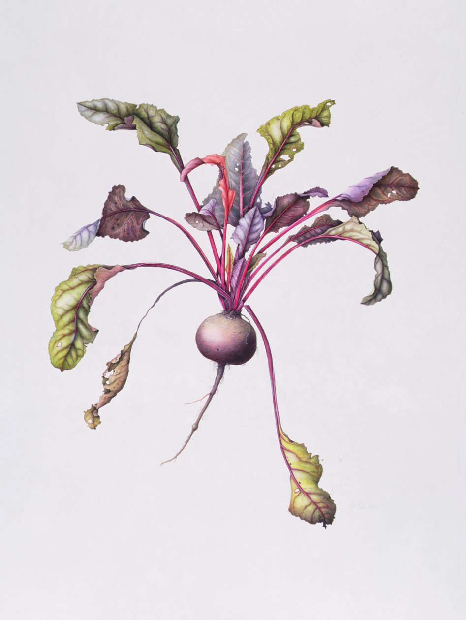 Beetroot by Margaret Ann Eden