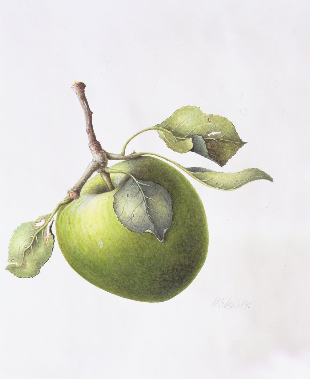 Bramley Apple, 1995 by Margaret Ann Eden