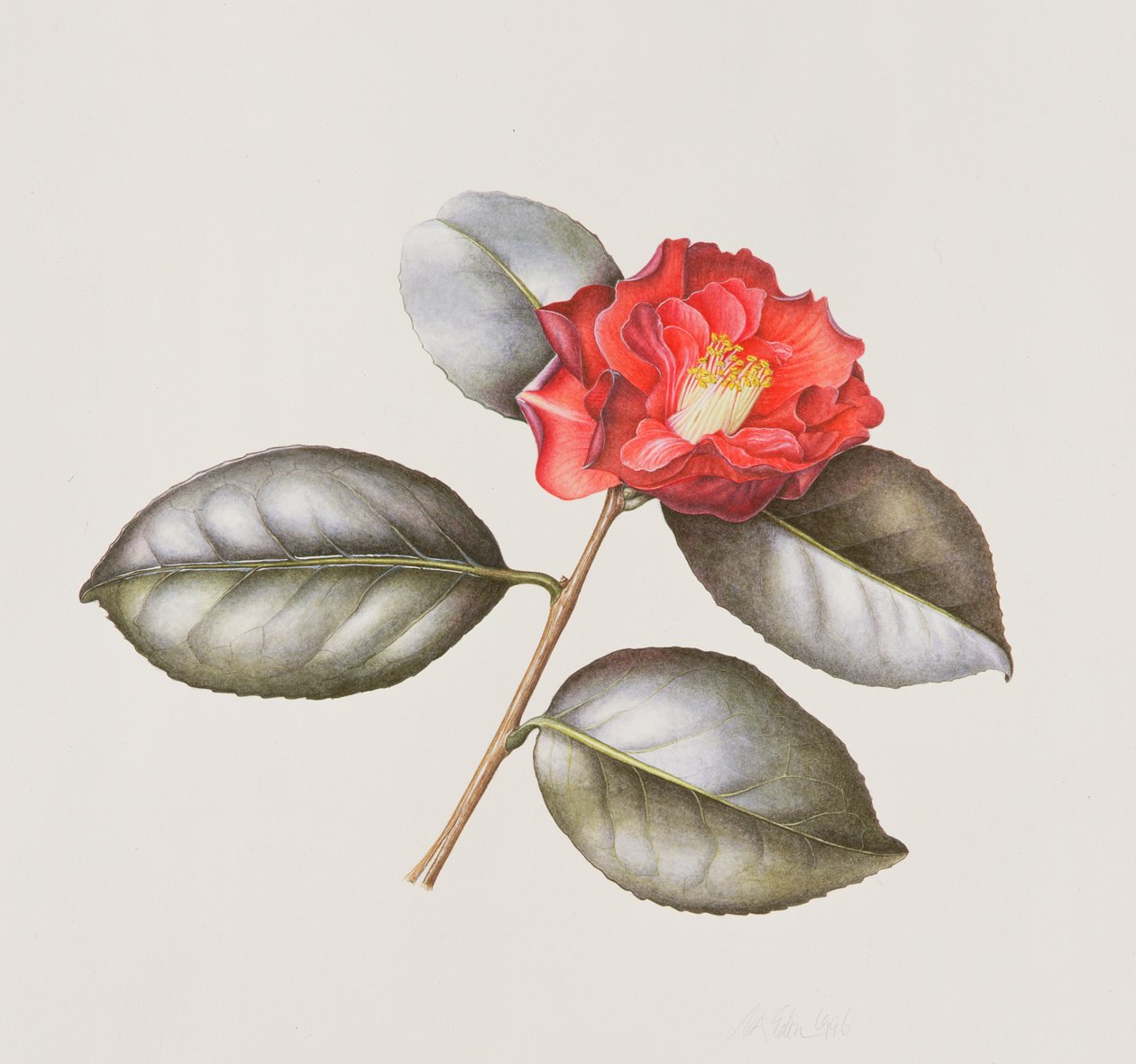 Camelia Japonica Adolphe Anderson by Margaret Ann Eden