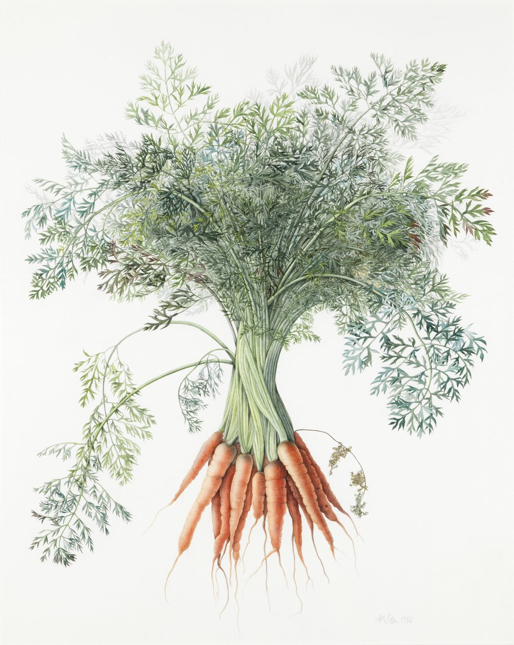 Carrots by Margaret Ann Eden