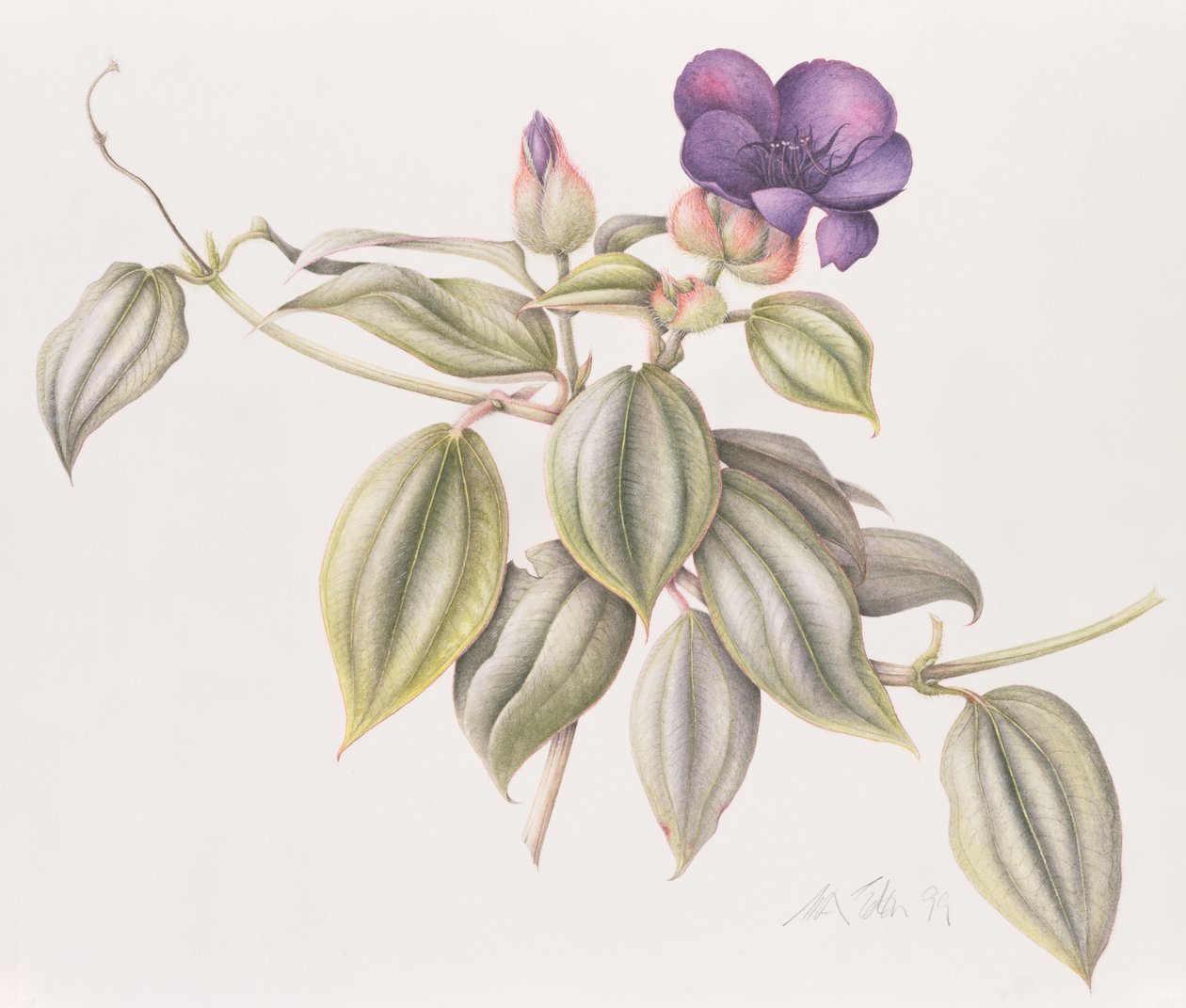 Glory Flower (Tibouchina Urvilleana) by Margaret Ann Eden