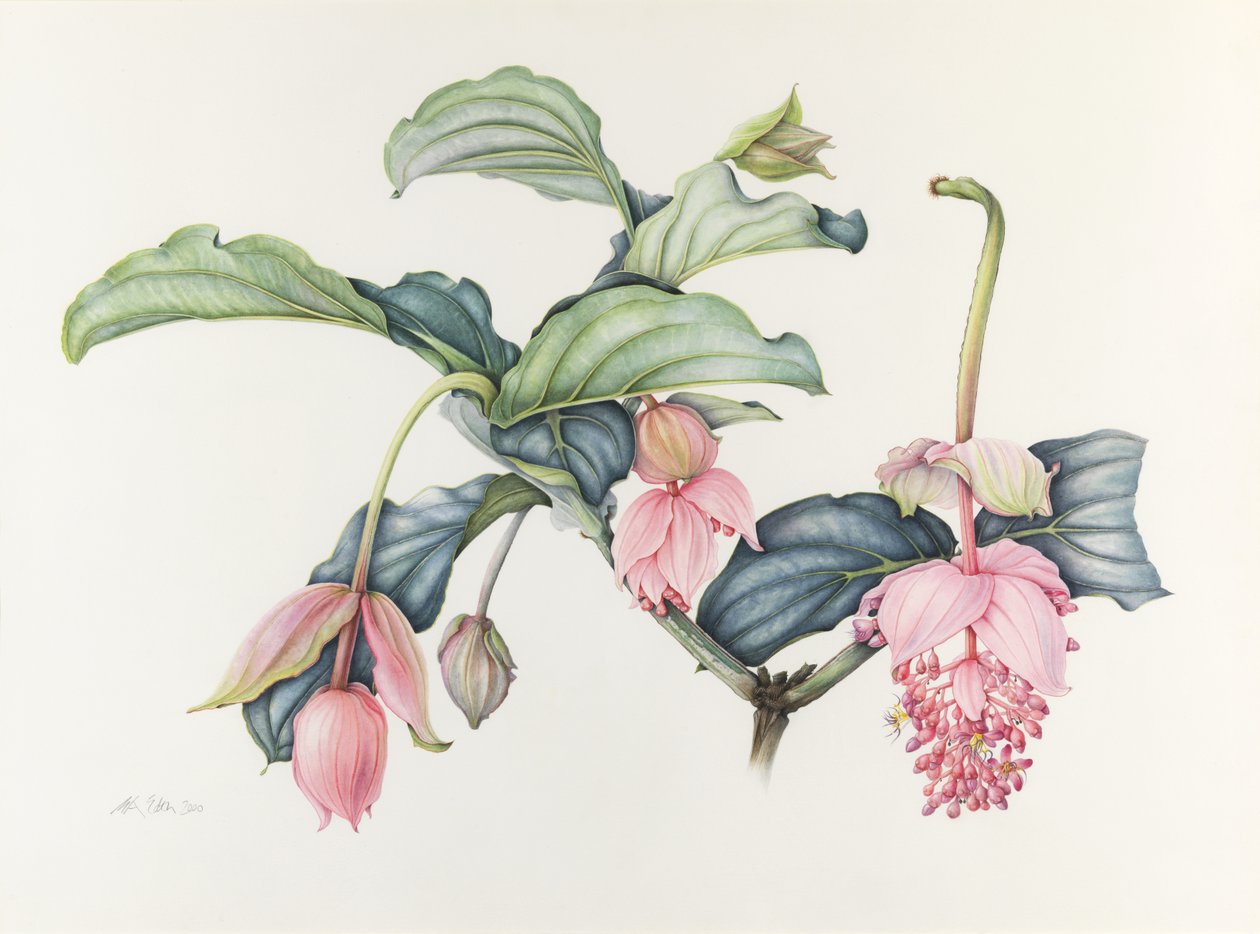 Medinilla magnifica by Margaret Ann Eden