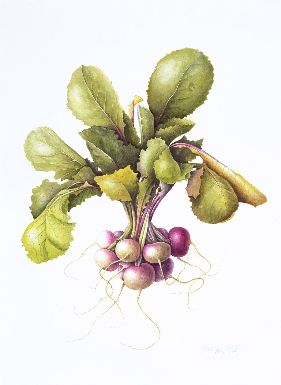 Miniature Turnips by Margaret Ann Eden