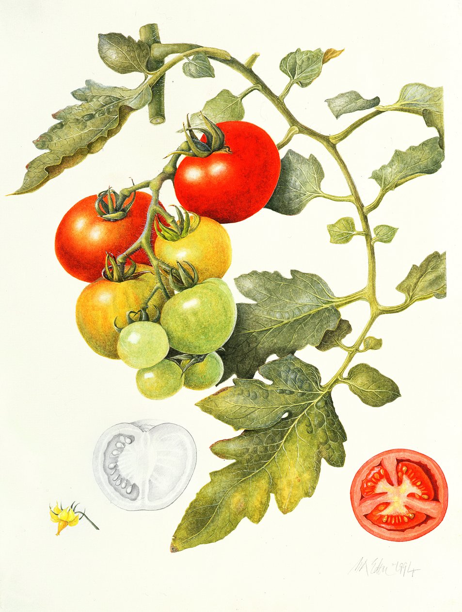 Tomatoes by Margaret Ann Eden