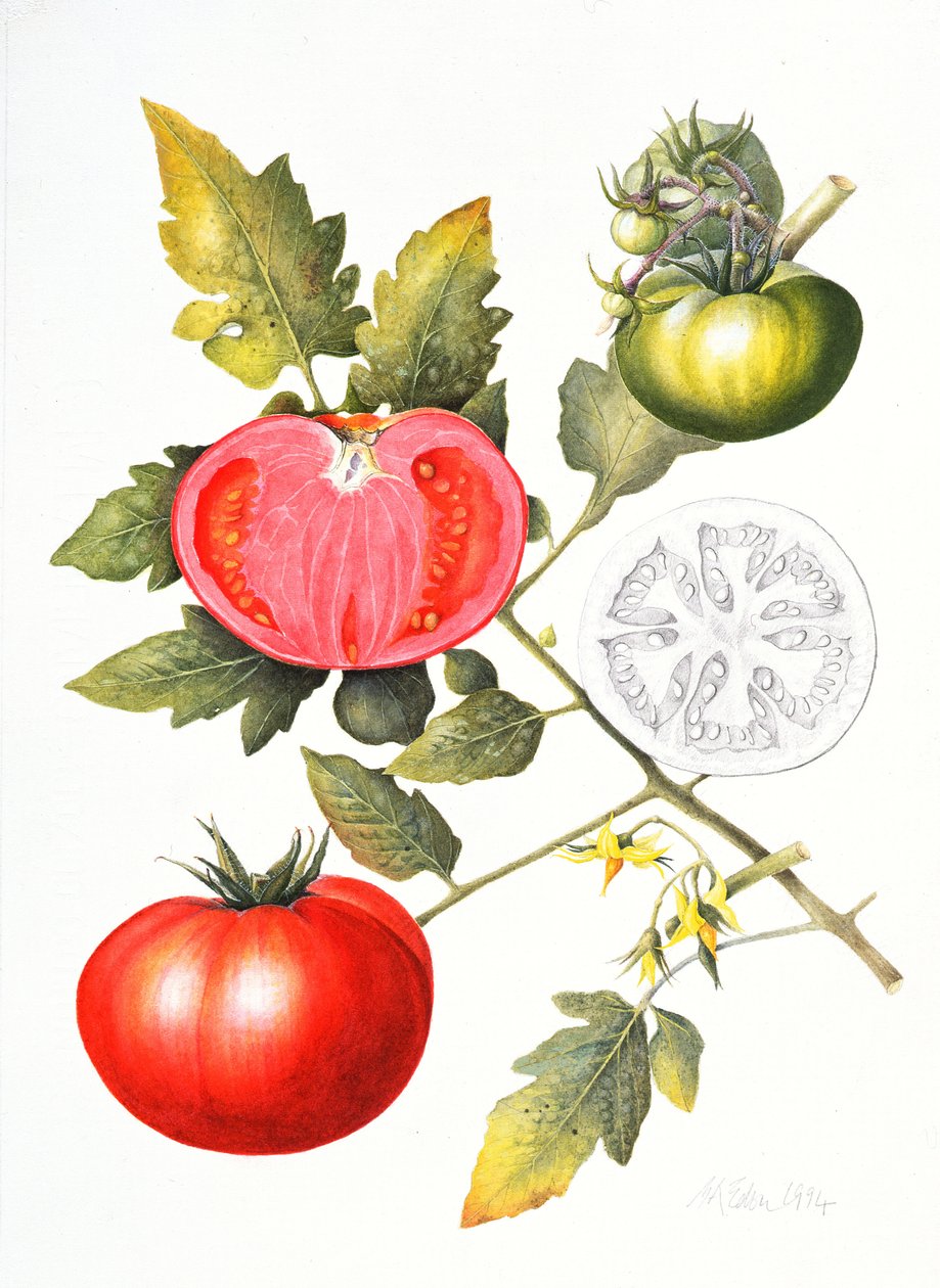 Tomatoes by Margaret Ann Eden