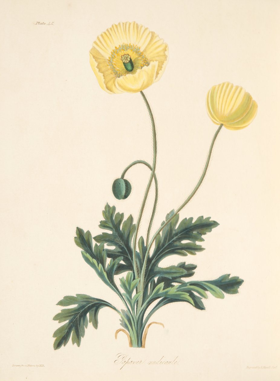 Naked-stalked Poppy, from Floral Illustrations of the Seasons by Margaret Roscoe